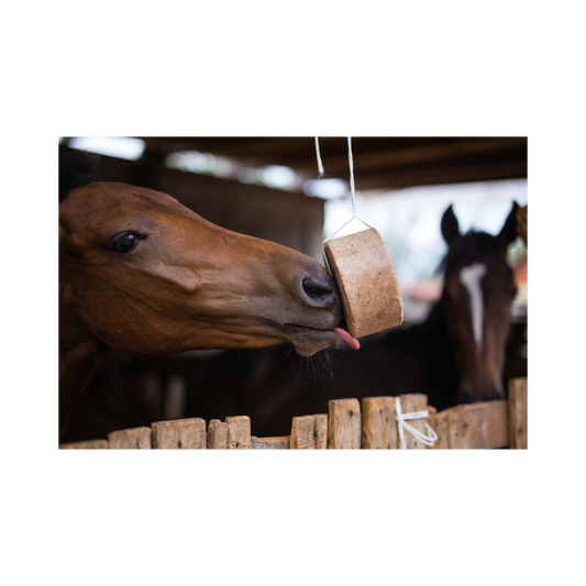 Warum Elektrolyte für dein Pferd wichtig sind