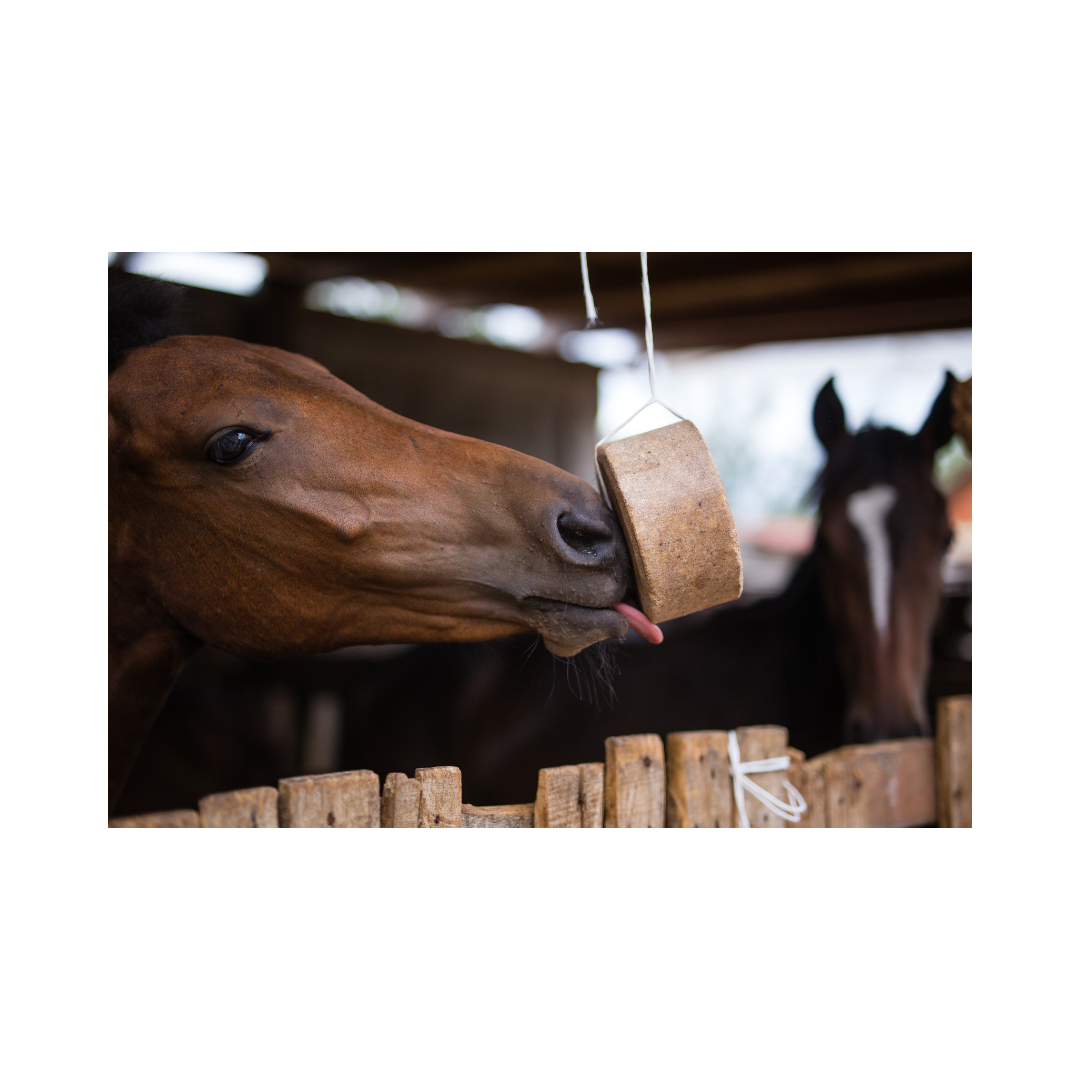 Warum Elektrolyte für dein Pferd wichtig sind