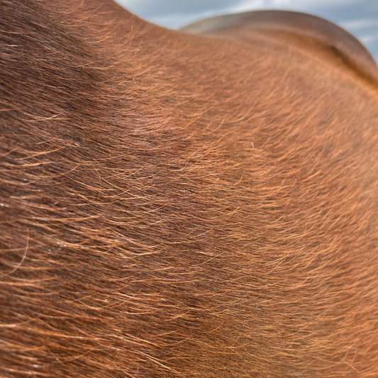 Alarmsignal Hungerhaare – Stoffwechselstörungen beim Pferd frühzeitig erkennen