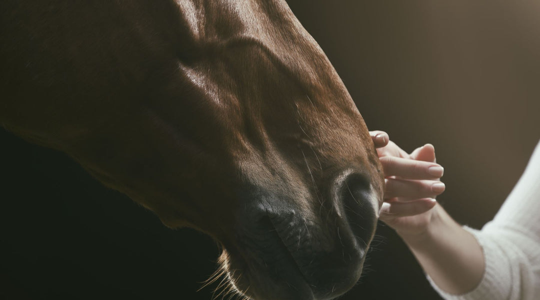 Equines Asthma beim Pferd – Ursachen, Symptome & Behandlung
