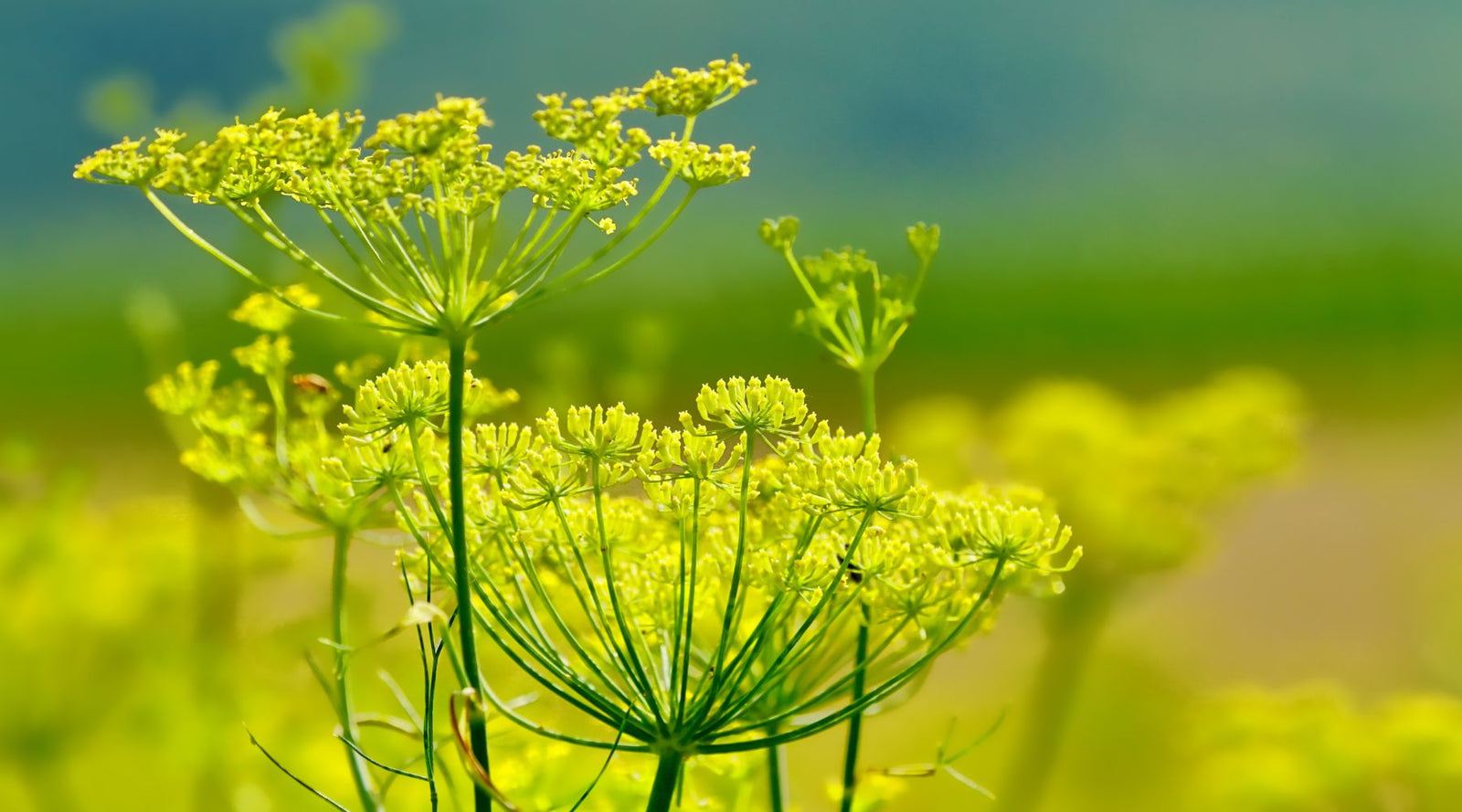 Fenchel Pferd
