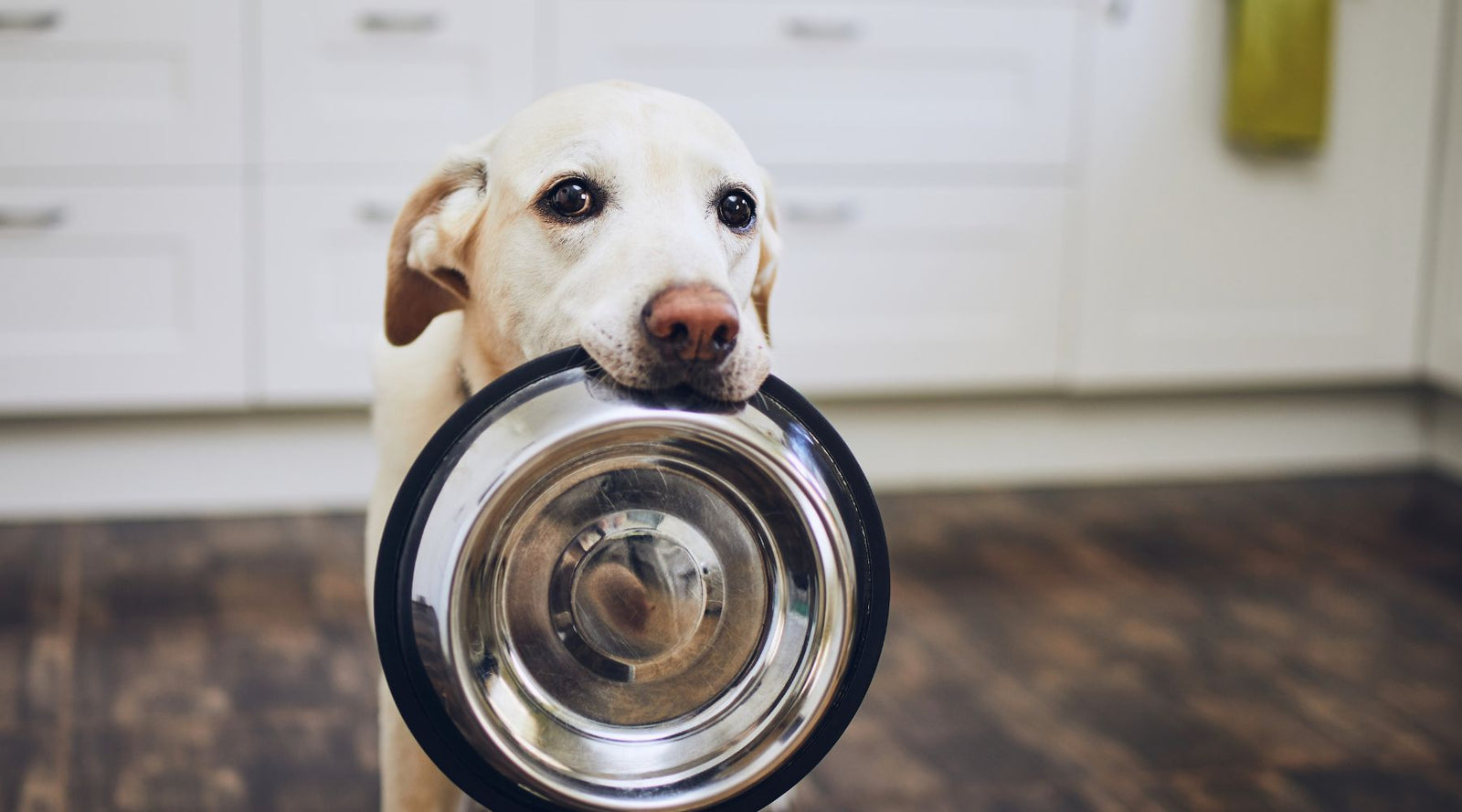 Futtermittelallergie Hund