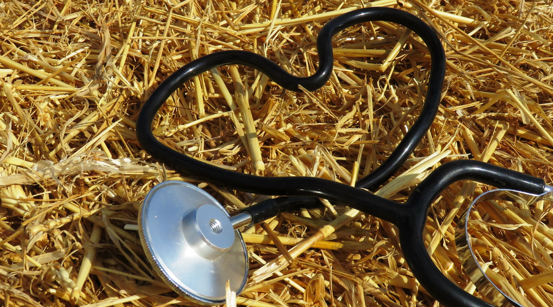 Husten beim Pferd: Symptome, Ursachen & Behandlung