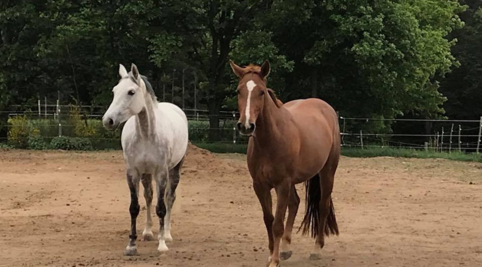 Pferde auf der Koppel