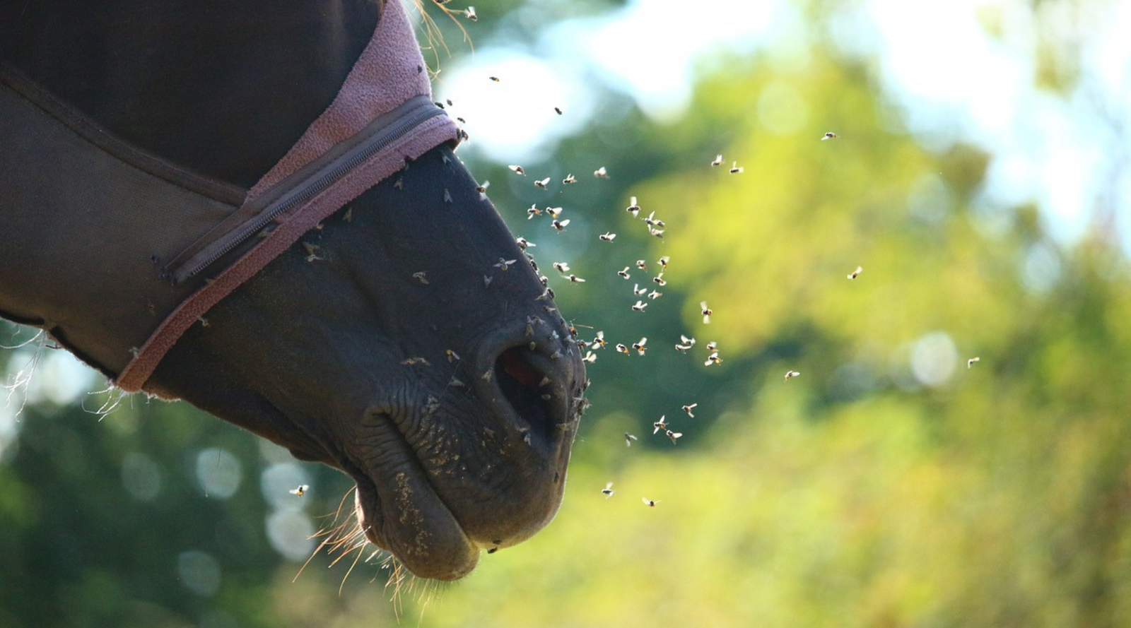 Fliegen am Pferd