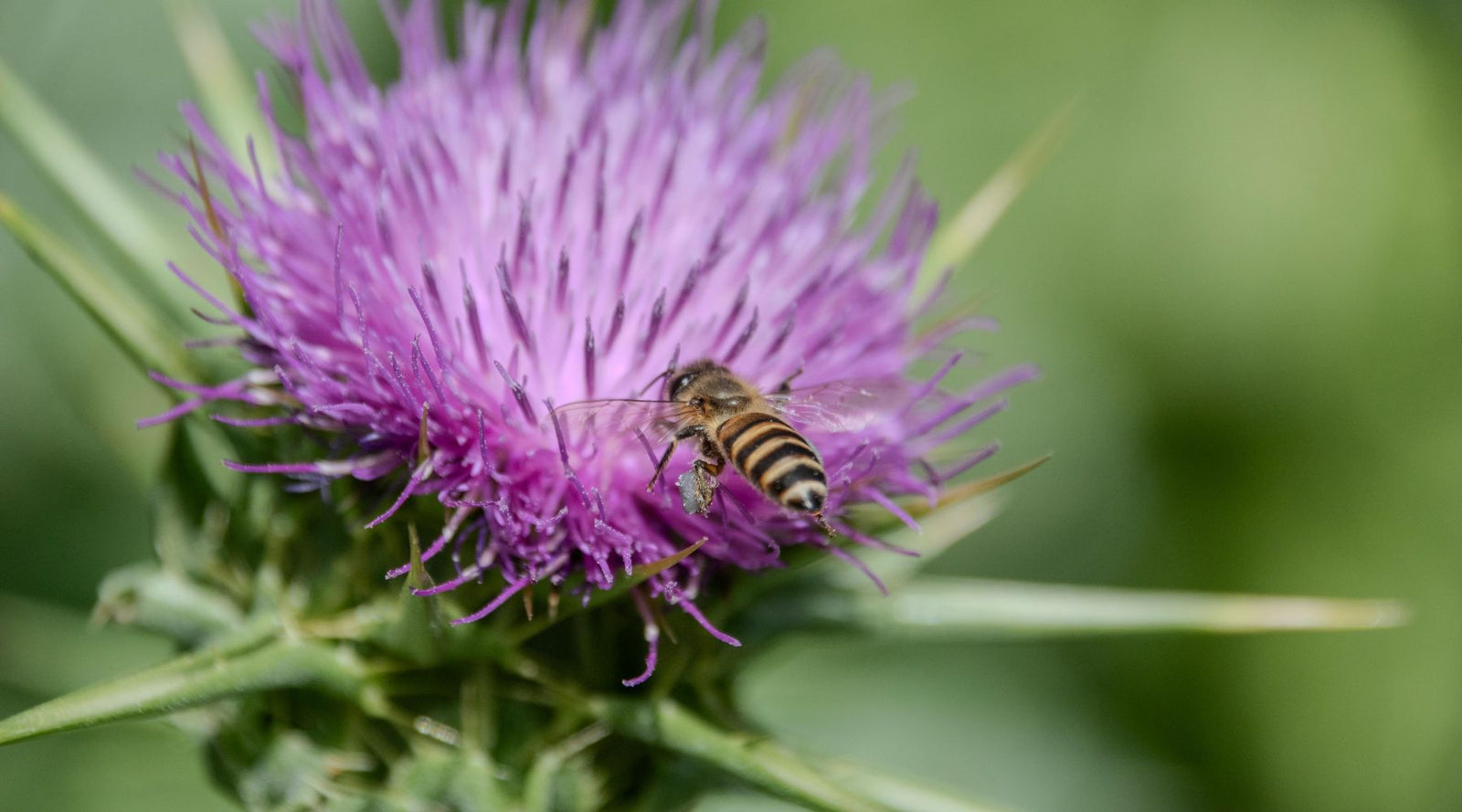 Mariendistel Pferd