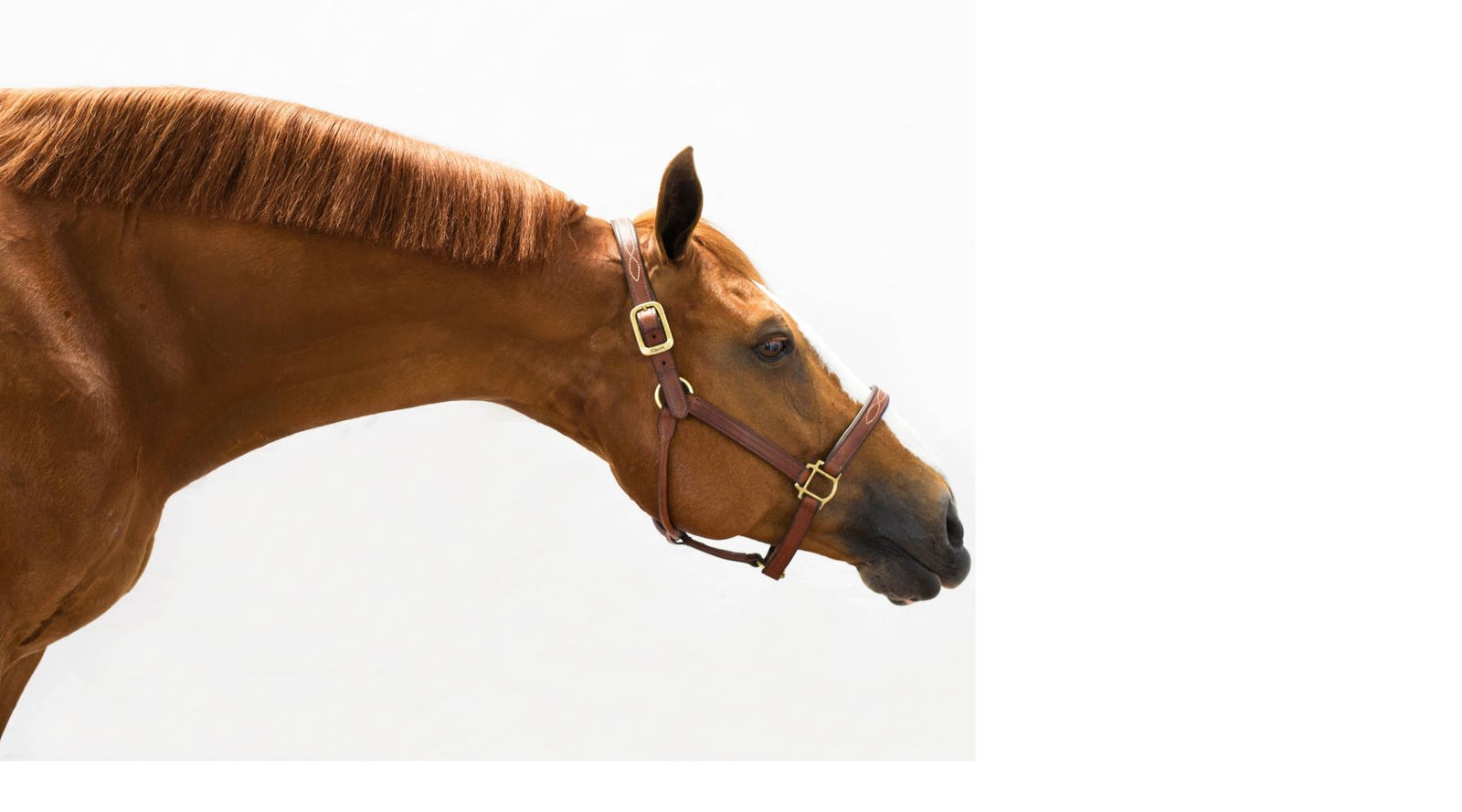 trockener Husten Pferd