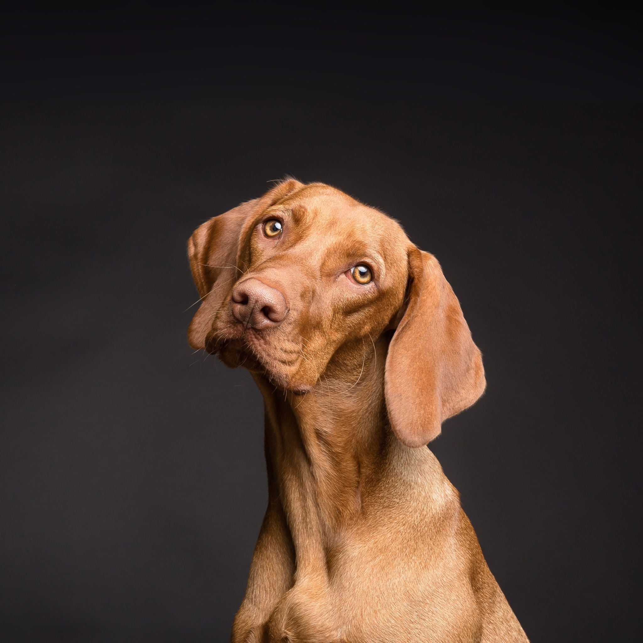 Husten beim Hund - Was hilft, wenn dein Hund hustet?