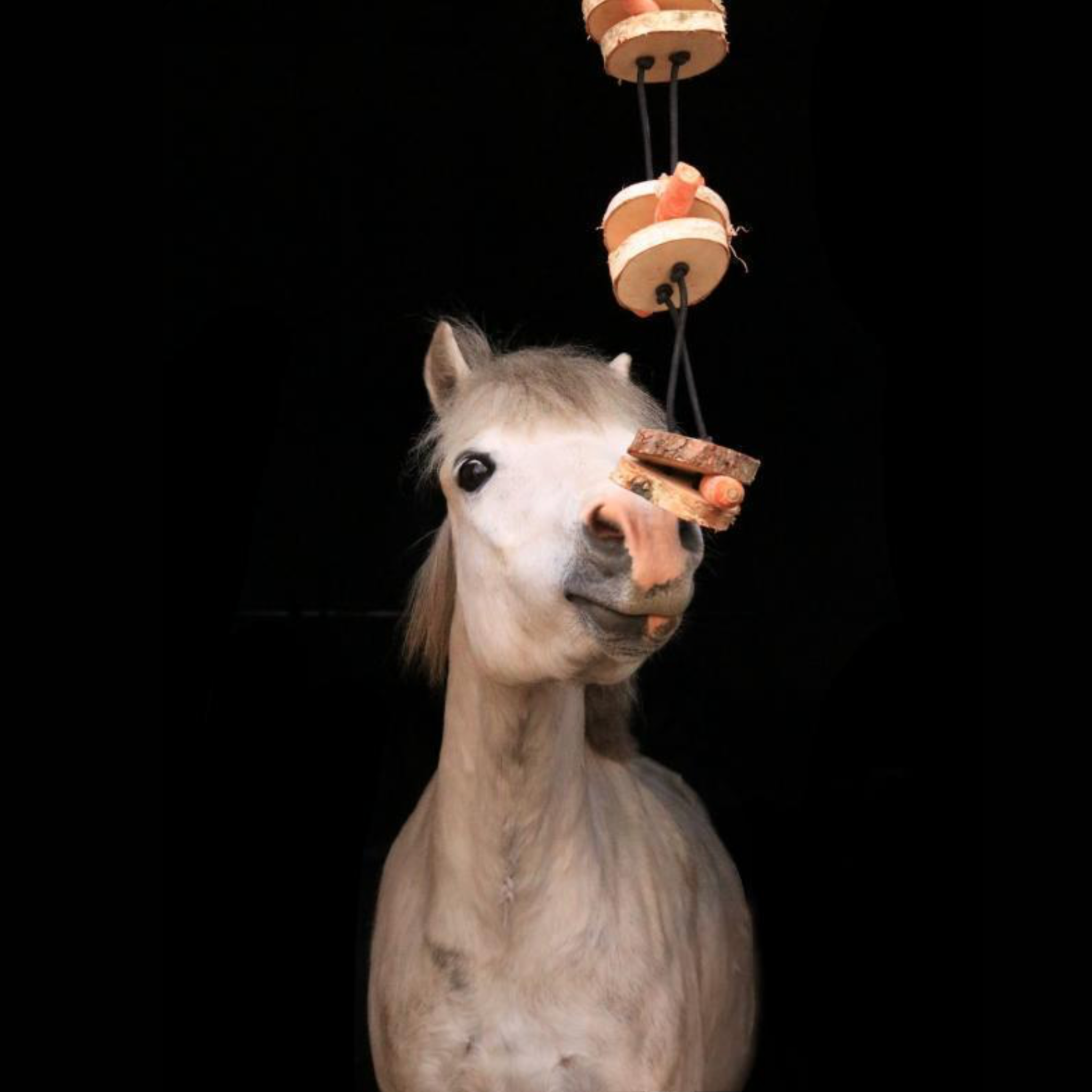 Pferdespielzeug - Spielzeug für Pferde - Pferdebeschäftigung