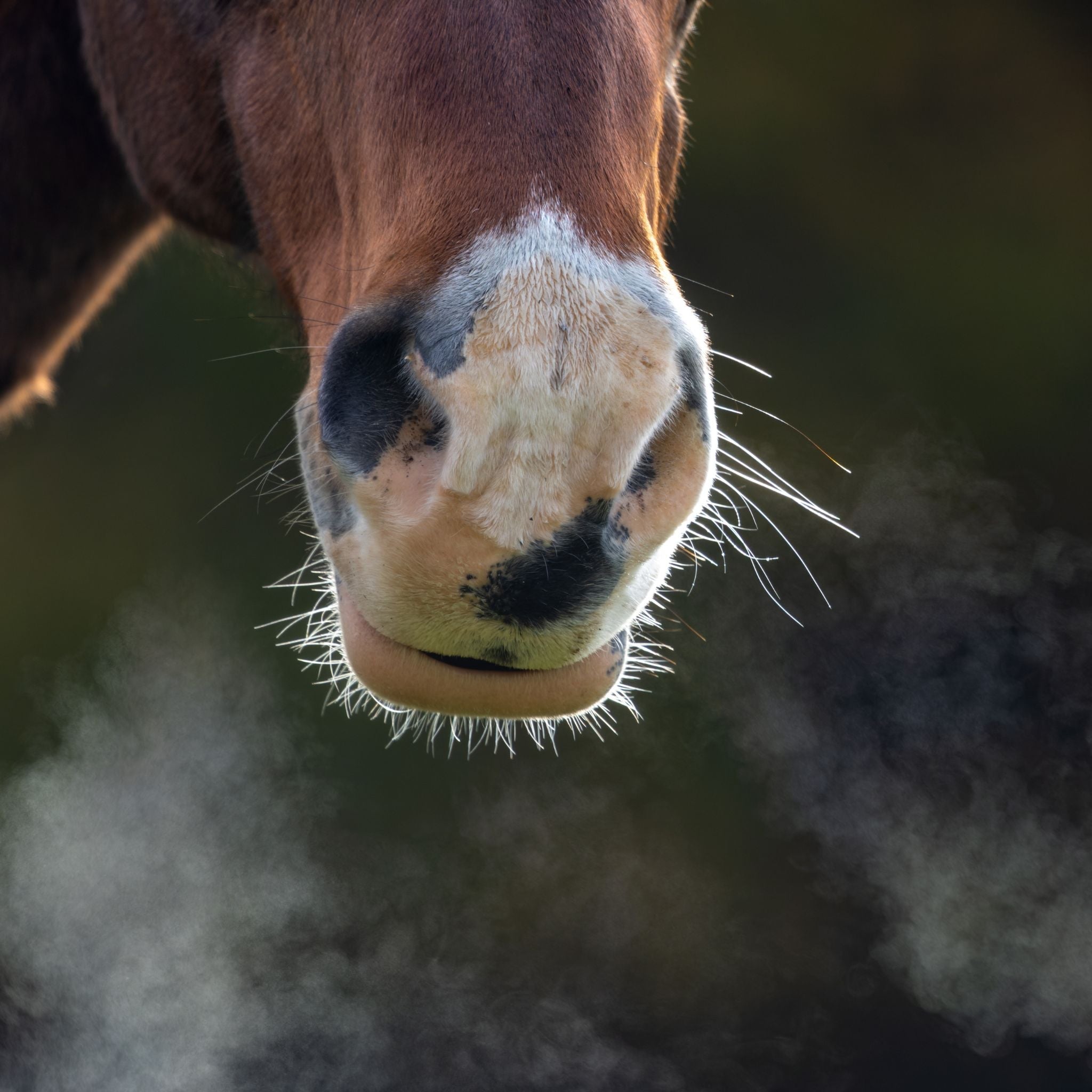 Hustenkräuter für Pferde