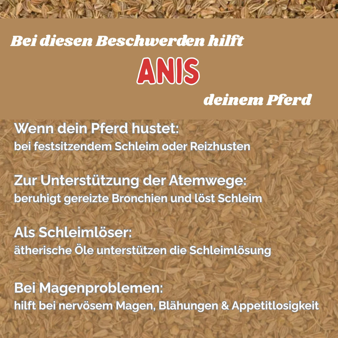 Anis Pferd Hustenkräuter für Pferde Magenkräuter Pferd