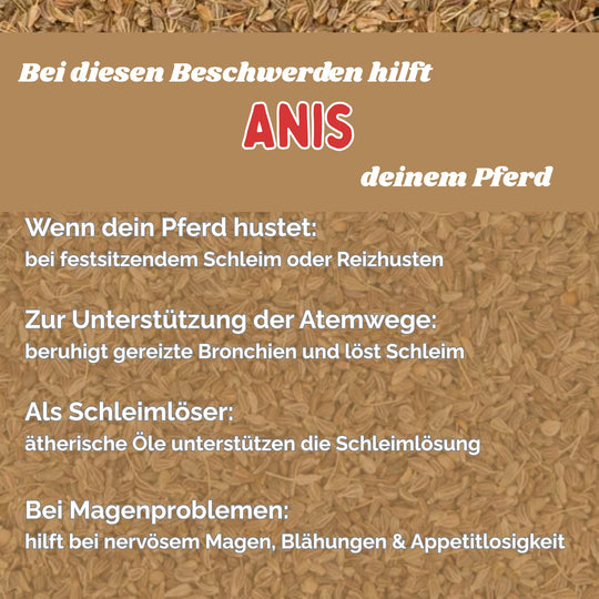 Anis Pferd Hustenkräuter für Pferde Magenkräuter Pferd