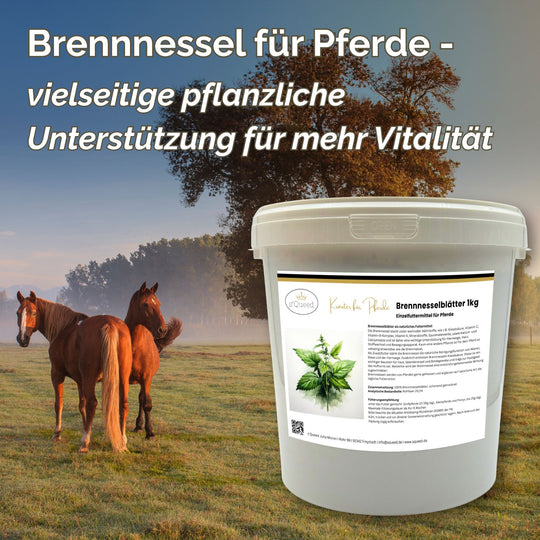Brennnessel Pferd - Brennnessel für Pferde bei Nierenproblemen beim Pferd, Stoffwechsel Pferd, Entgiftung Pferd, Durchfall Pferd, Gelenke Pferd, Hautprobleme Pferd