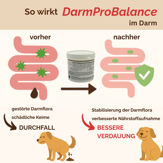 Darmpulver Hund - Durchfall Hund - Verdauungsprobleme Hund - Darmflora stabilisieren Hund