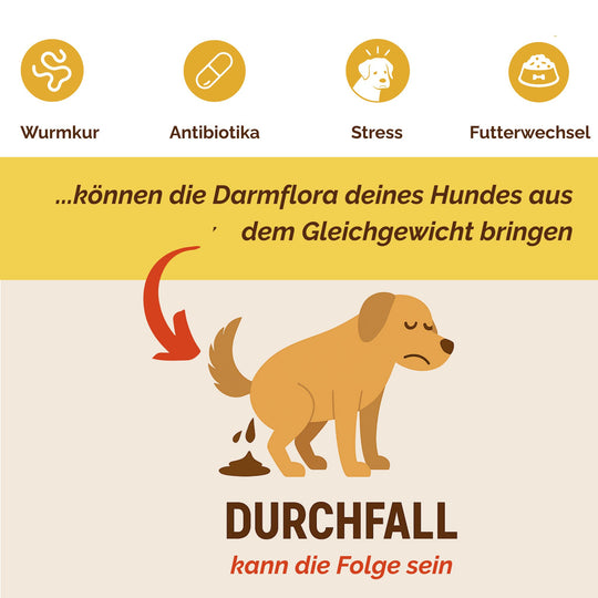 Darmpulver Hund - Durchfall Hund - Verdauungsprobleme Hund - Darmflora stabilisieren Hund