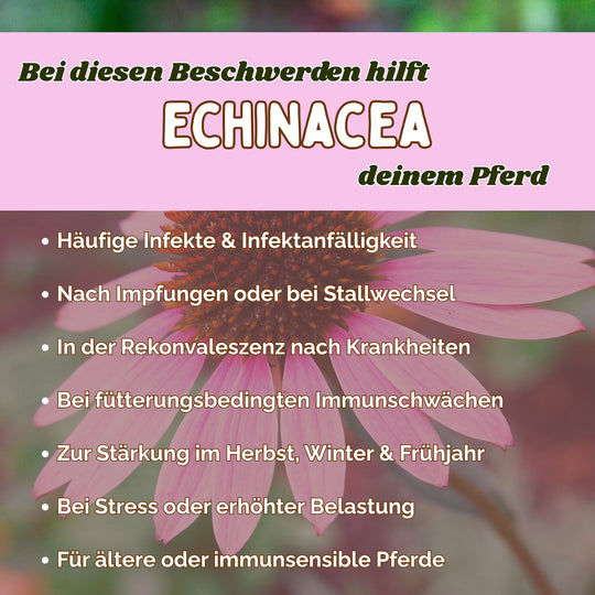 Echinacea Pferd