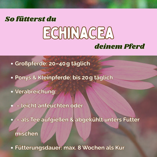 Echinacea Pferd