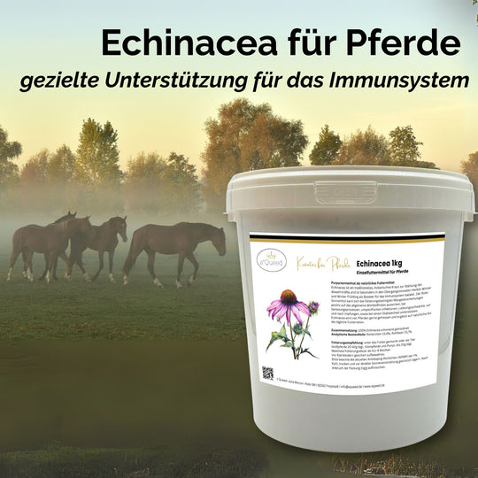 Echinacea Pferd