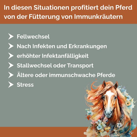 Immunkräuter für Pferde zur Stärkung des Immunsystems
