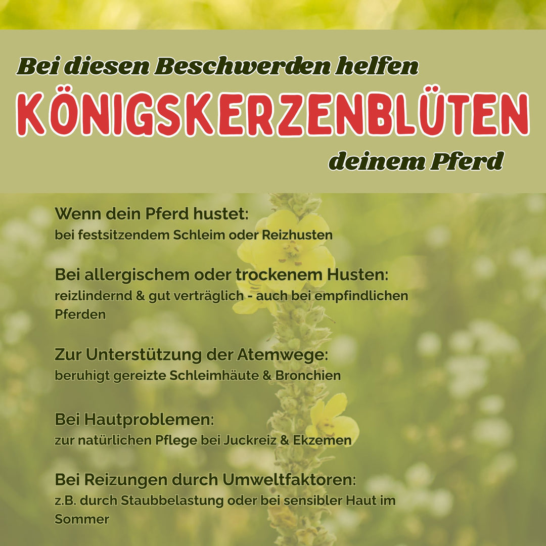 Königskerzenbüten Pferd - Hustenkräuter für Pferde - Schleimlöser Pferd