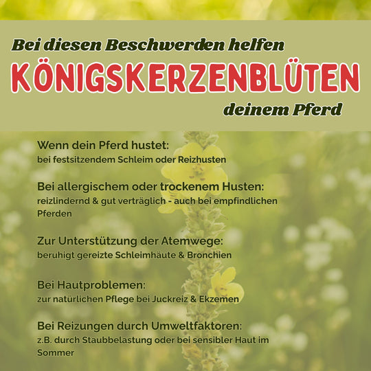 Königskerzenbüten Pferd - Hustenkräuter für Pferde - Schleimlöser Pferd
