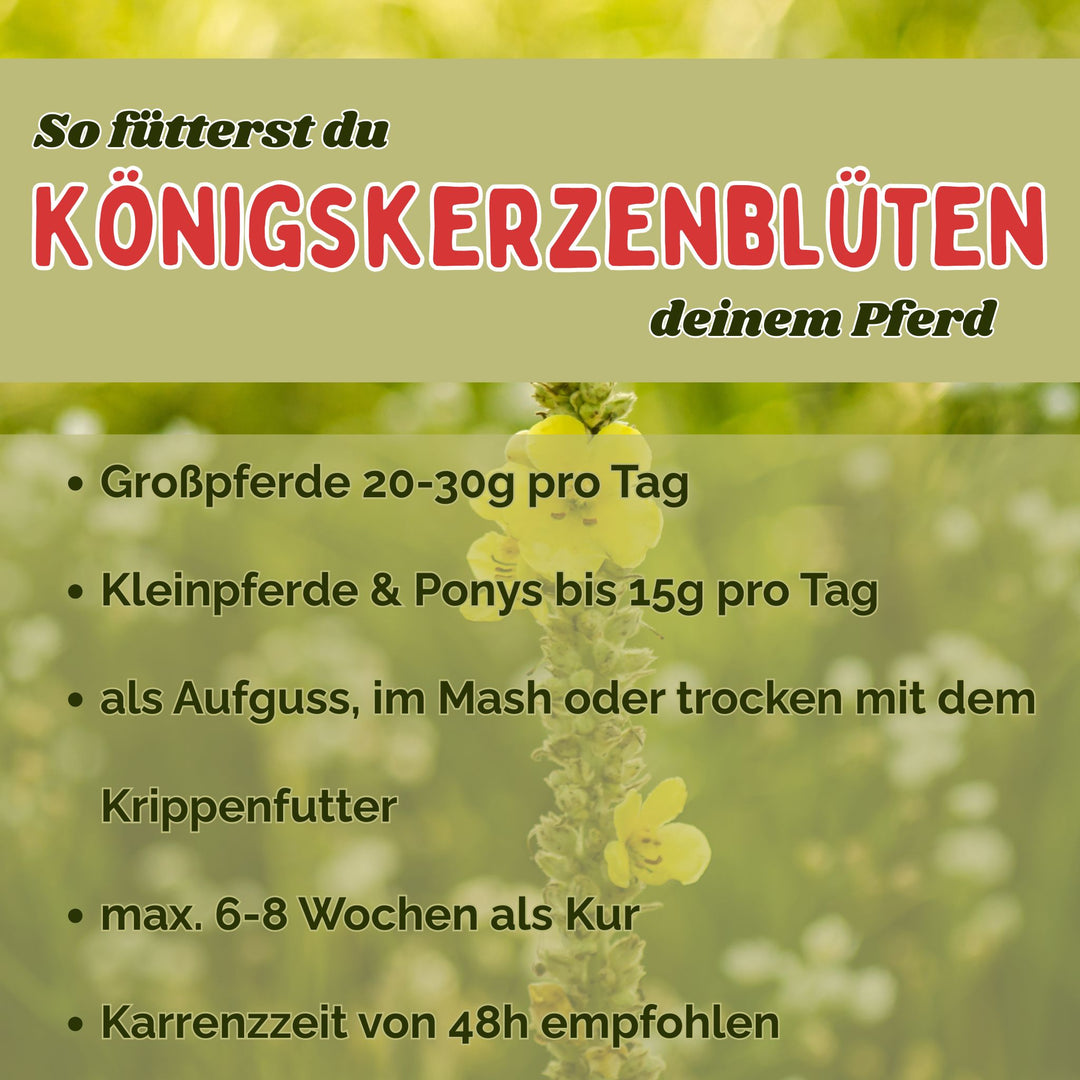 Königskerzenbüten Pferd - Hustenkräuter für Pferde - Schleimlöser Pferd