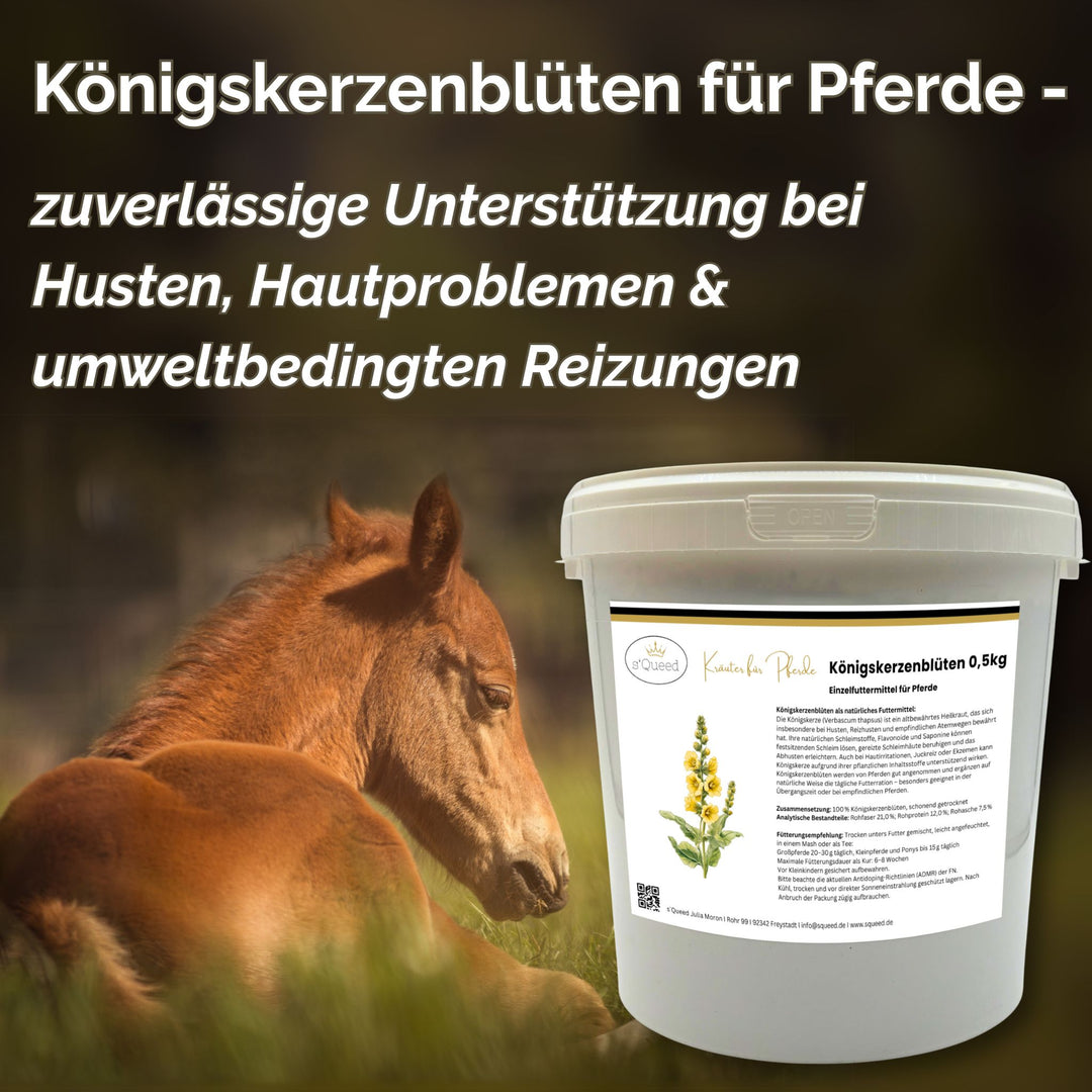Königskerzenbüten Pferd - Hustenkräuter für Pferde - Schleimlöser Pferd