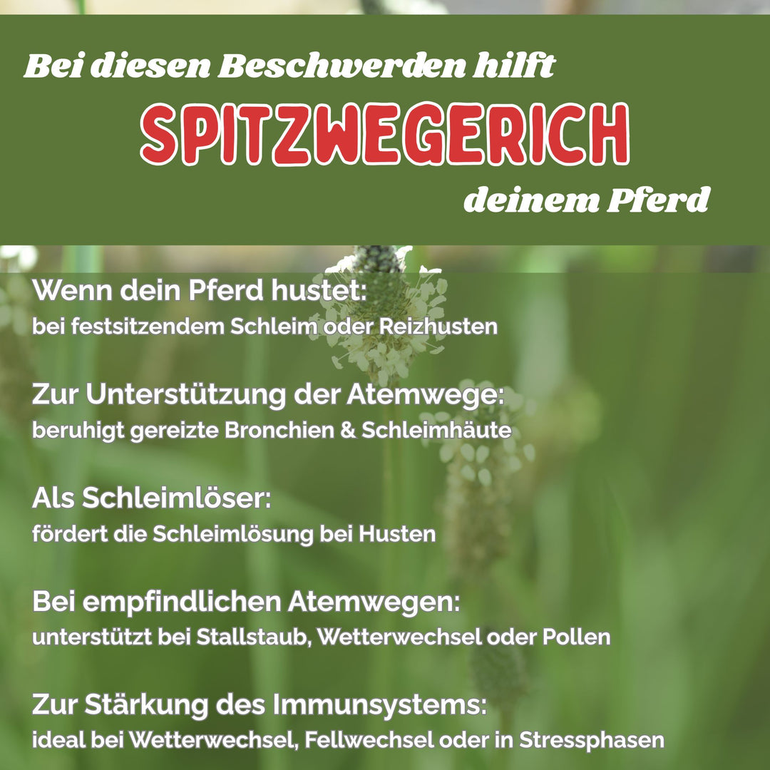 Spitzwegerich für Pferde - Hustenkräuter für Pferde - Schleimlöser Pferd