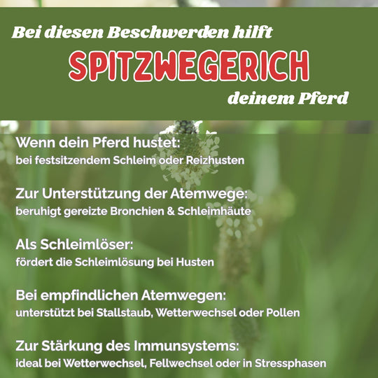 Spitzwegerich für Pferde - Hustenkräuter für Pferde - Schleimlöser Pferd