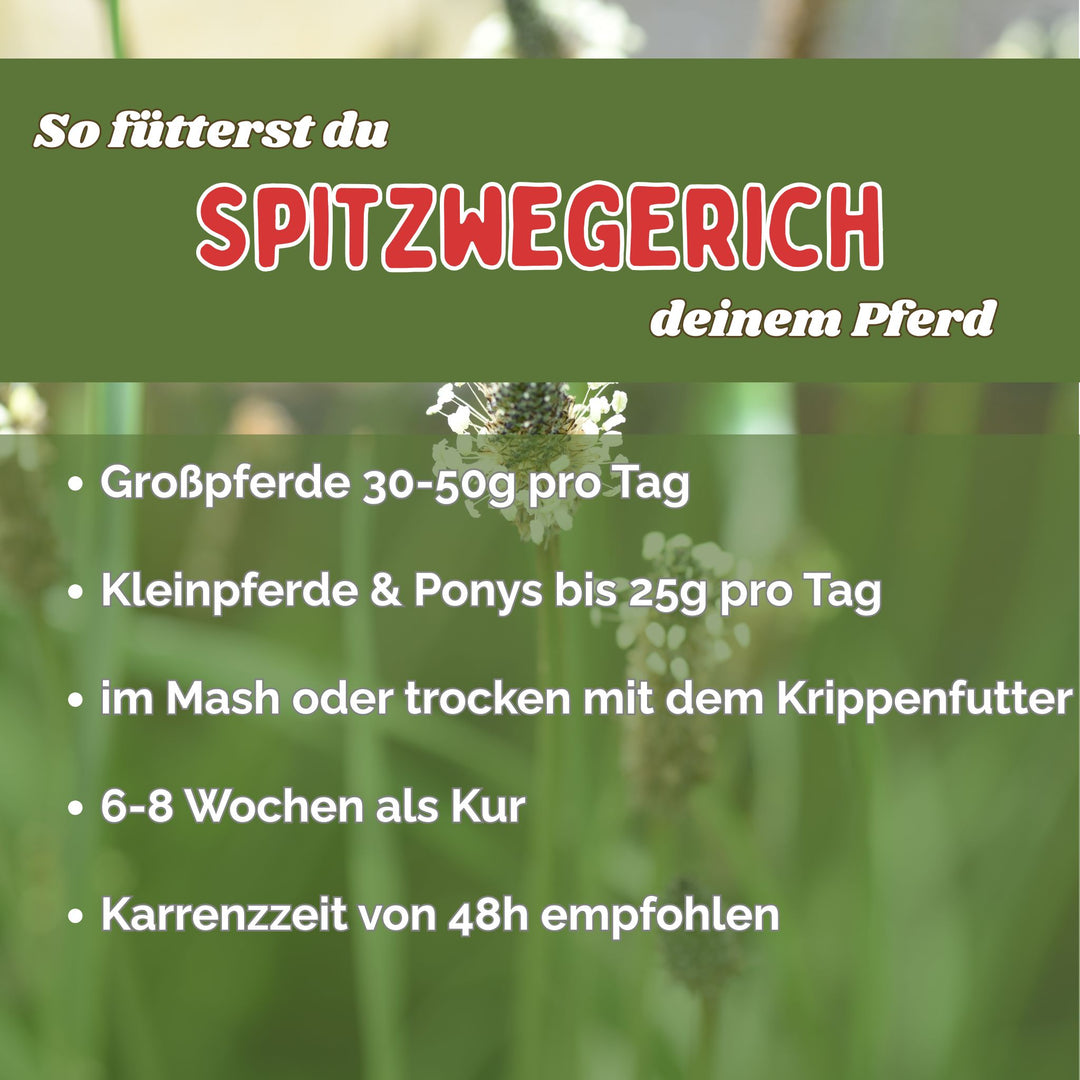 Spitzwegerich für Pferde - Hustenkräuter für Pferde - Schleimlöser Pferd