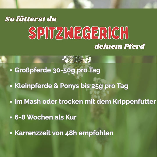 Spitzwegerich für Pferde - Hustenkräuter für Pferde - Schleimlöser Pferd