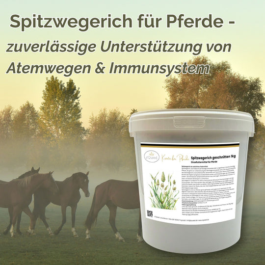 Spitzwegerich für Pferde - Hustenkräuter für Pferde - Schleimlöser Pferd