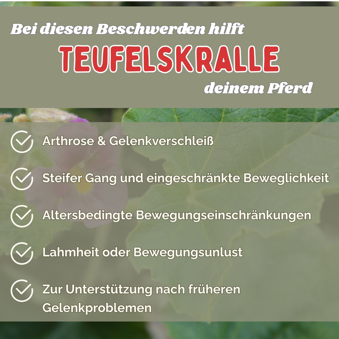 Teufelskralle Pferd geschnitten