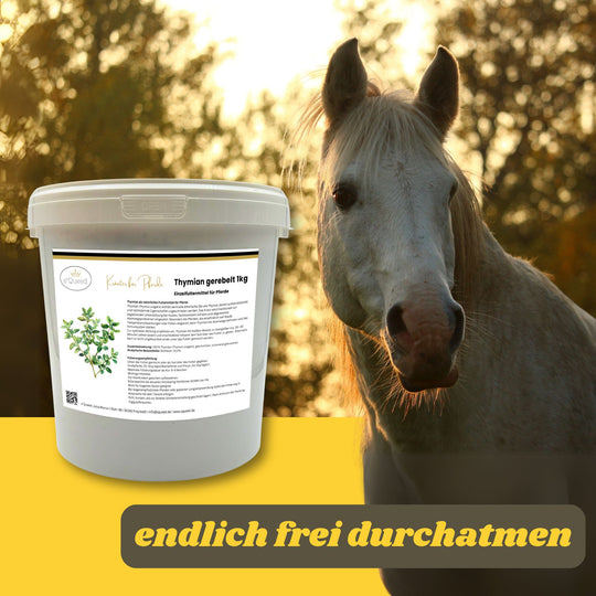 Hustenkräuter für Pferde Thymian Pferd