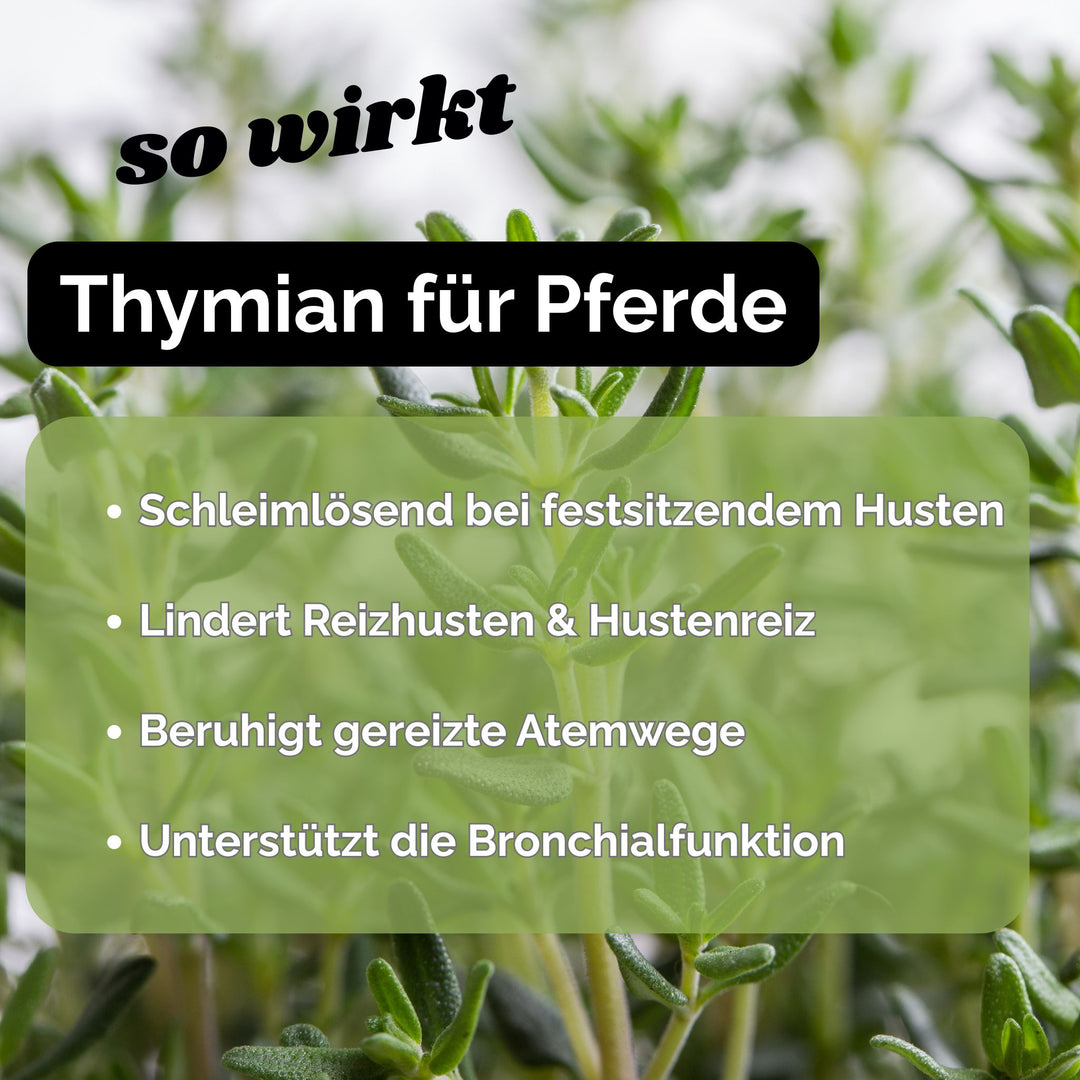 Hustenkräuter für Pferde Thymian Pferd