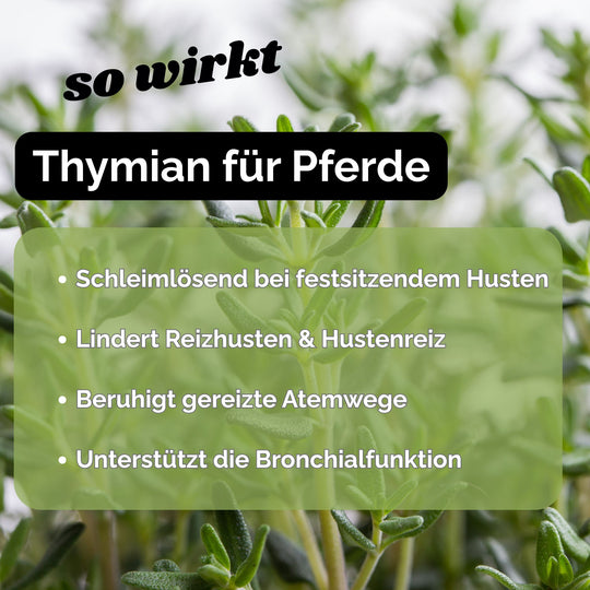 Hustenkräuter für Pferde Thymian Pferd