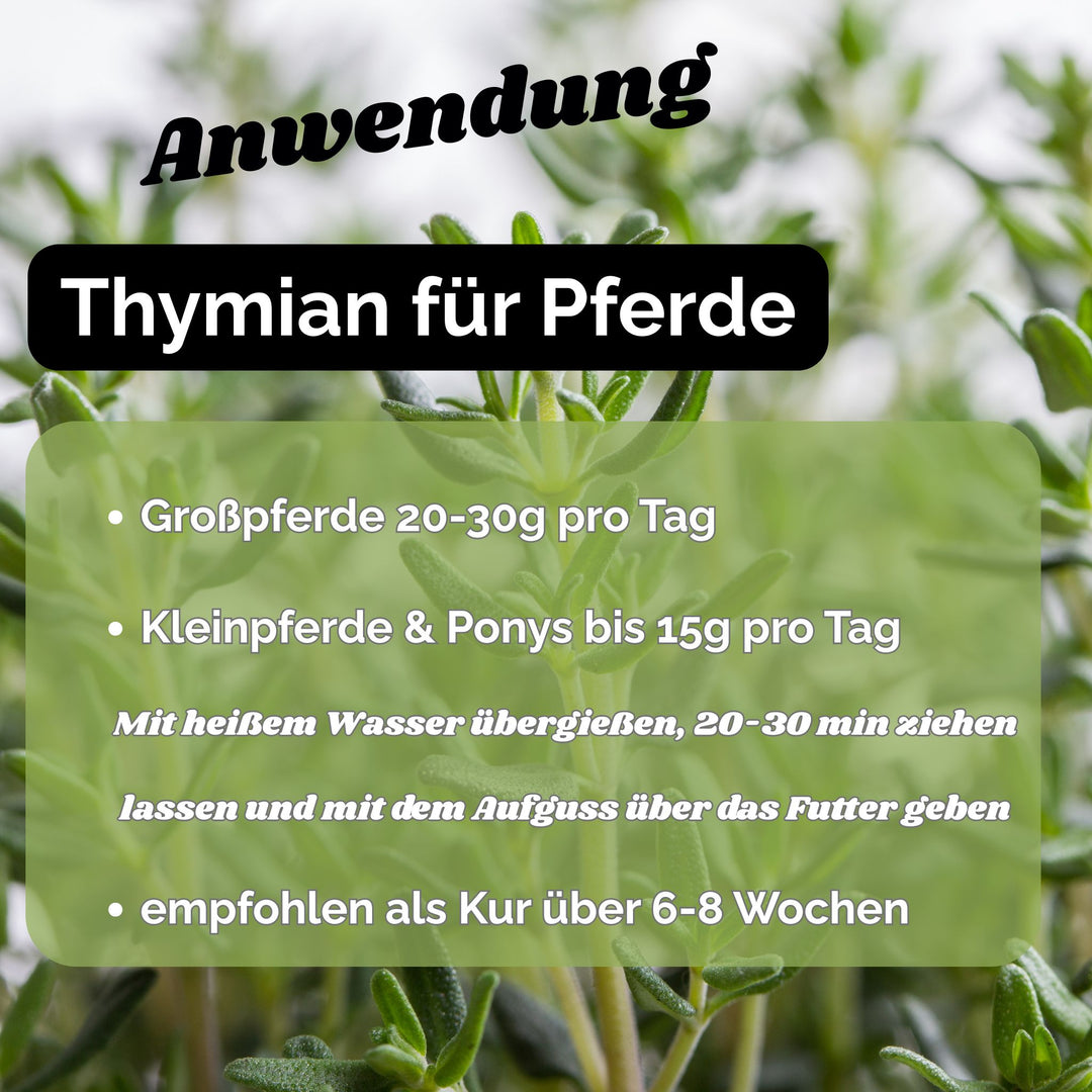 Hustenkräuter für Pferde Thymian Pferd