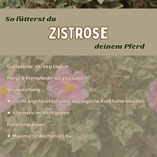 Zistrose Pferd - Immunsystem stärken Pferd