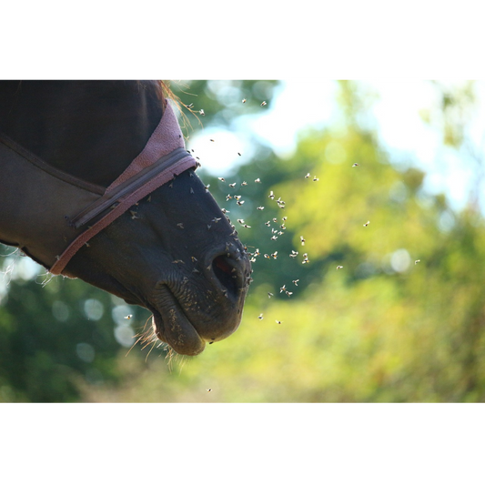 Natürlicher Fliegenschutz – 11 DIY-Rezepte für natürliche Fliegensprays, die dein Pferd zuverlässig vor lästigen Plagegeistern schützen