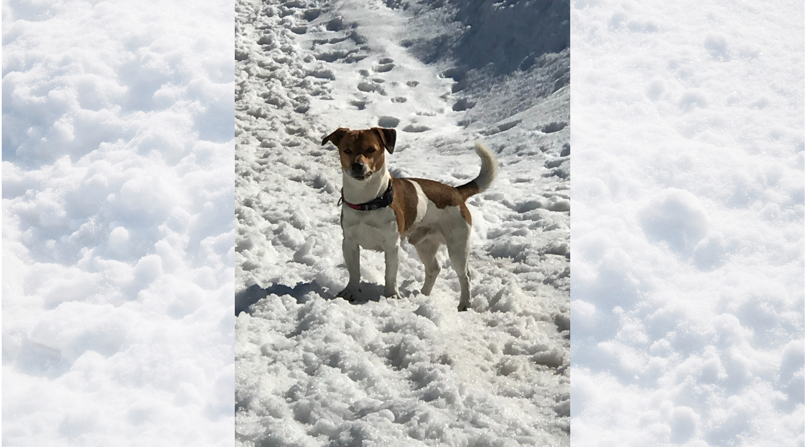 Hund im Schnee
