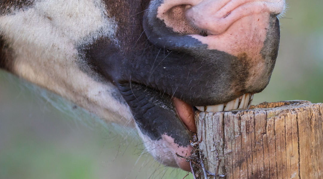 Hilfe, mein Pferd frisst Holz!
