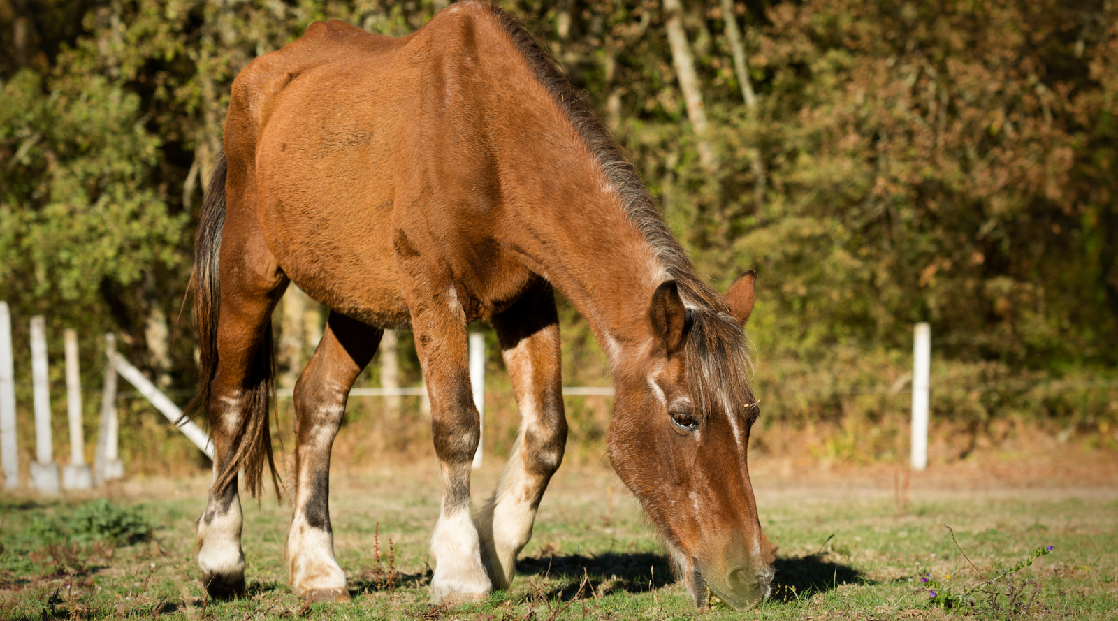 altes Pferd