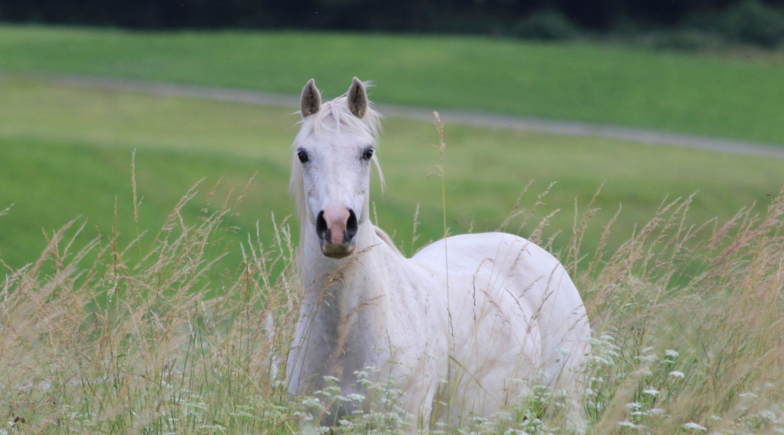 Fellwechsel Pferd