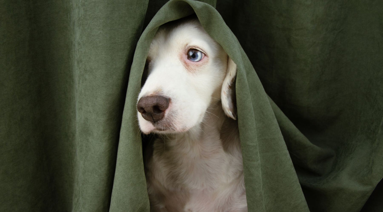 Hund hat Angst