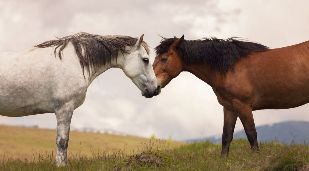 Schleimiger Husten beim Pferd – Was tun?