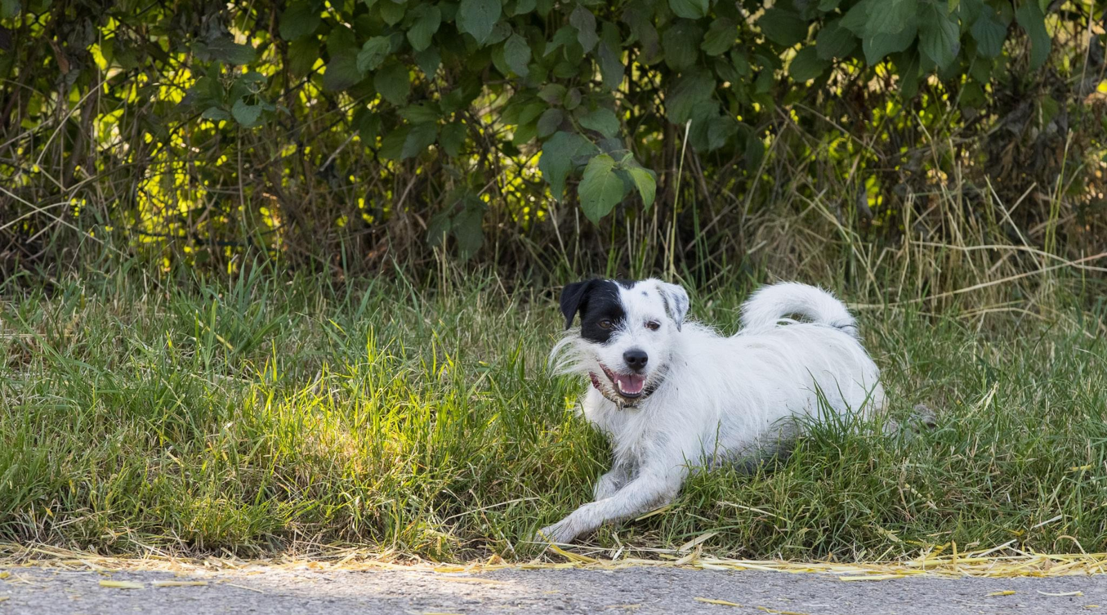 zufriedener Hund