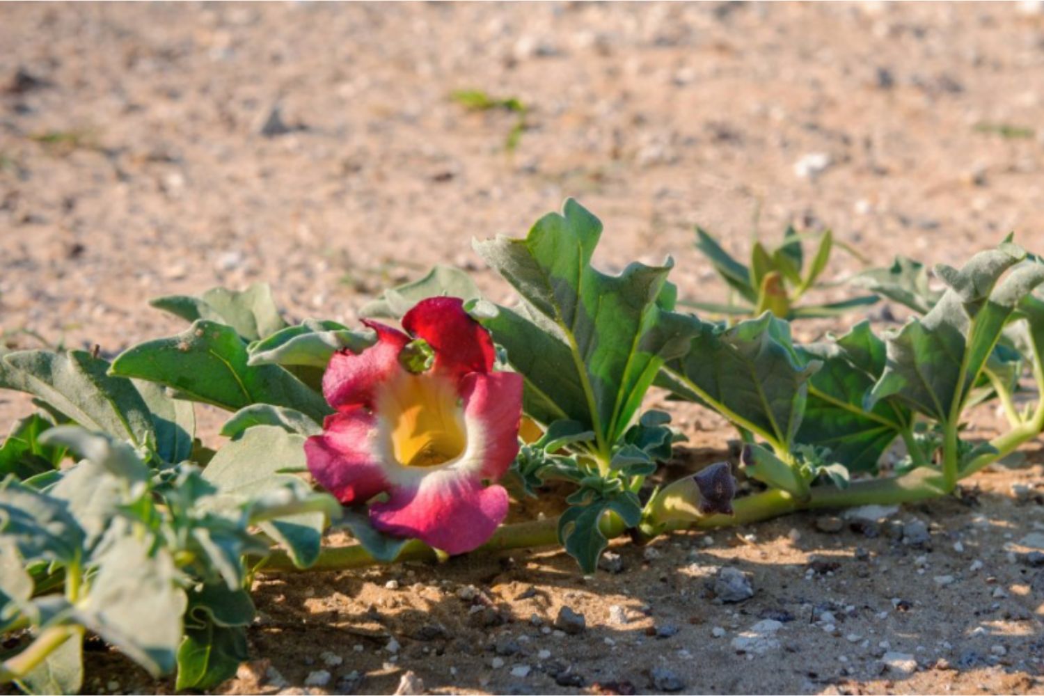 Afrikanische Teufelskralle