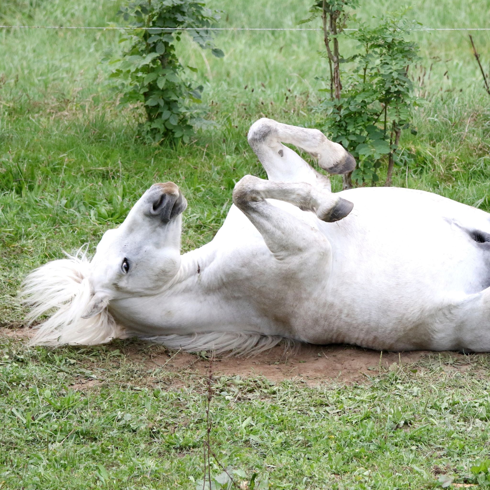 Pferd wälzt sich