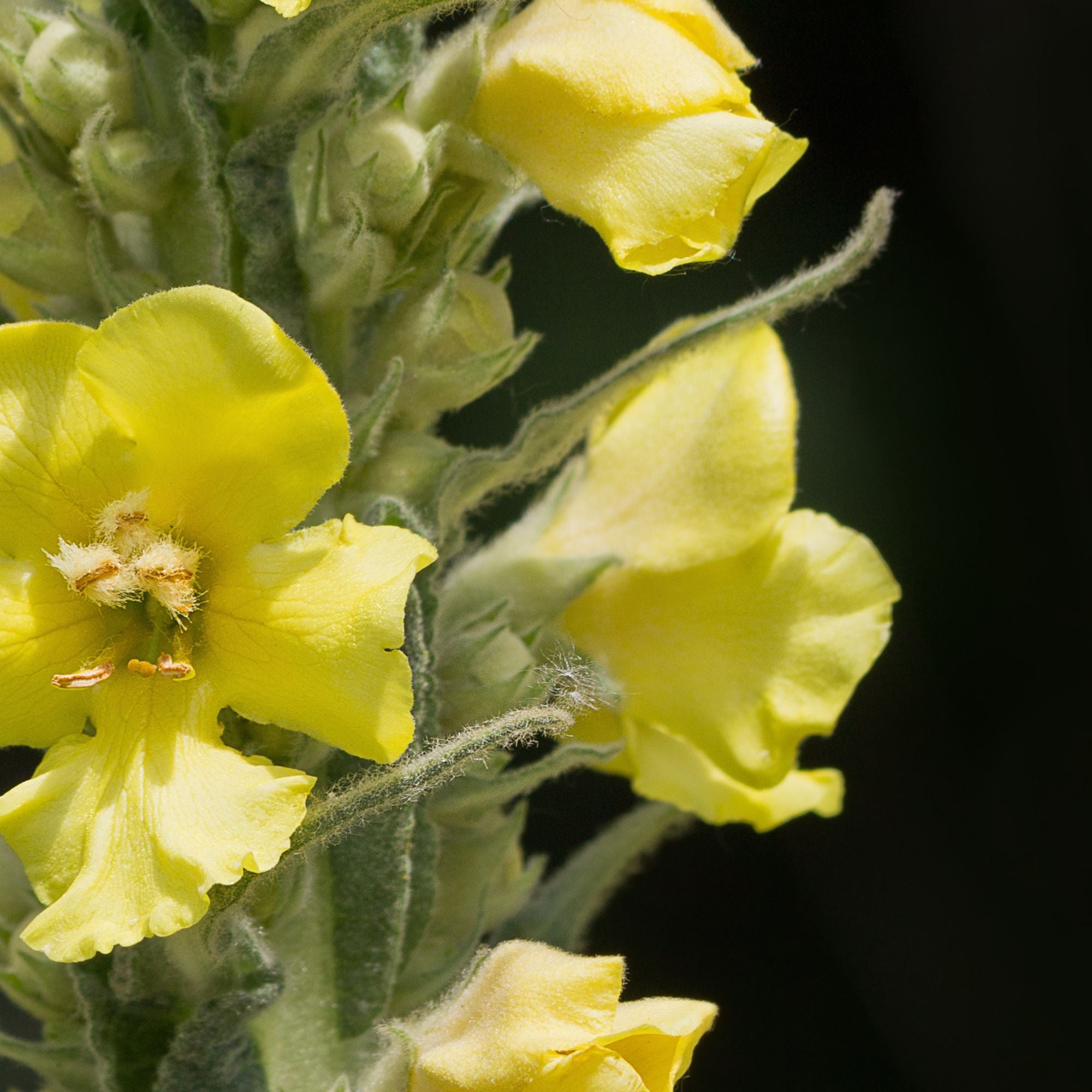 Hustenkräuter für Pferde Königskerzenblüten