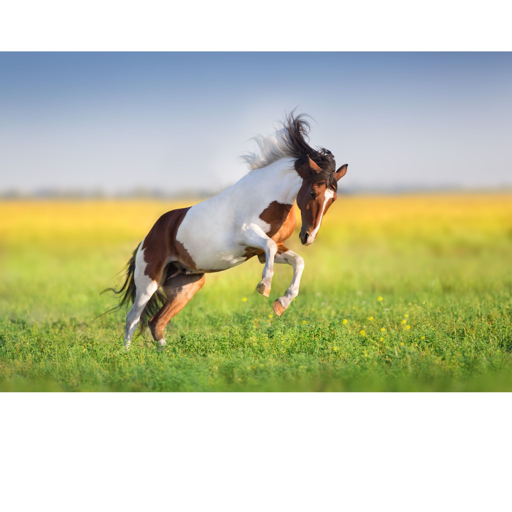 Bewegungsapparat Pferd – Natürliche Hilfe bei Arthrose & Lahmheit
